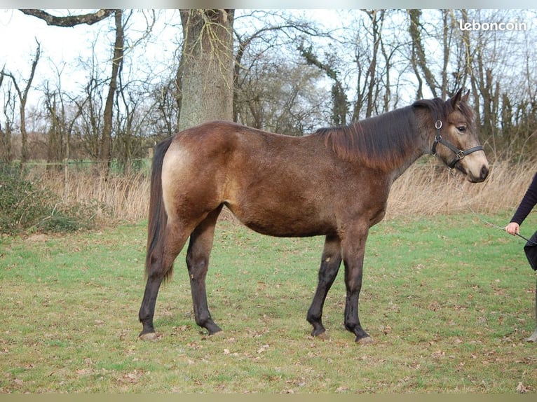 American Quarter Horse Mix Stute 2 Jahre 150 cm Falbe in Fontaines
