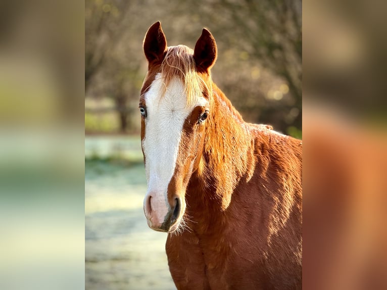 American Quarter Horse Stute 2 Jahre 150 cm Fuchs in Liebenau