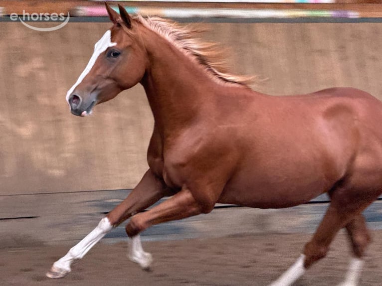 American Quarter Horse Stute 2 Jahre 150 cm Fuchs in Liebenau