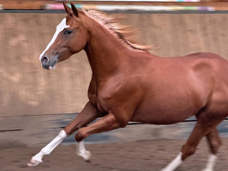 American Quarter Horse Stute 2 Jahre 150 cm Fuchs in Liebenau