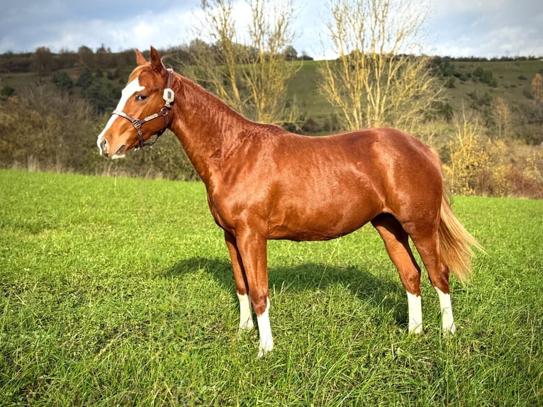 American Quarter Horse Stute 2 Jahre 150 cm Fuchs in Liebenau