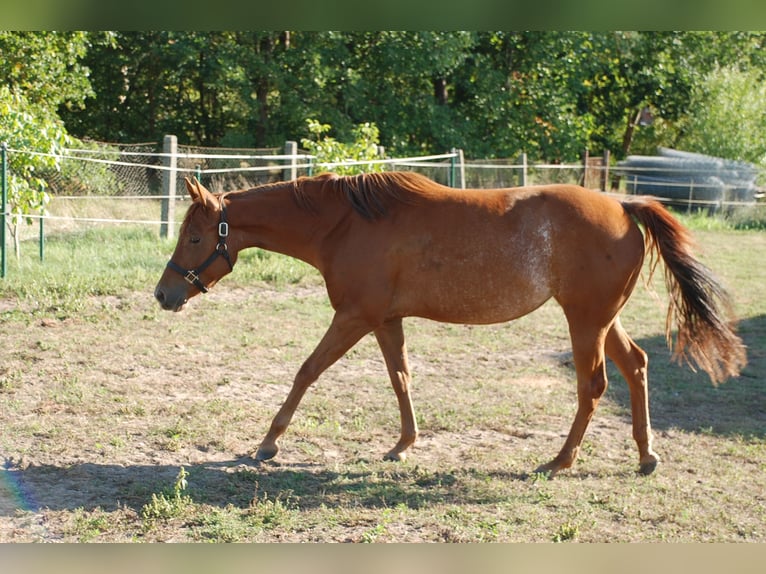 American Quarter Horse Stute 2 Jahre 150 cm Fuchs in Ludwigslust
