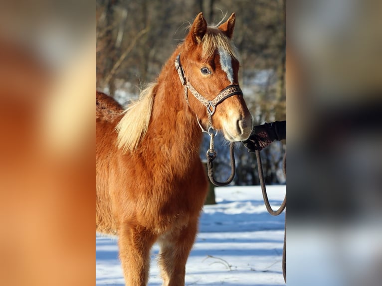 American Quarter Horse Stute 2 Jahre 150 cm Fuchs in Hellenthal