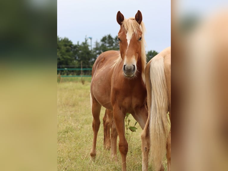 American Quarter Horse Stute 2 Jahre 150 cm Fuchs in Hellenthal