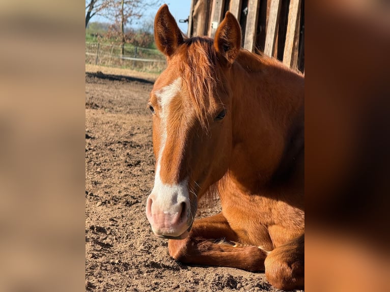 American Quarter Horse Stute 2 Jahre 150 cm Fuchs in Neustadt am Rübenberge