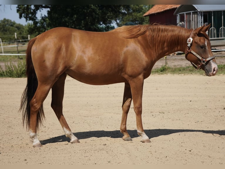 American Quarter Horse Stute 2 Jahre 150 cm Fuchs in Neustadt am Rübenberge