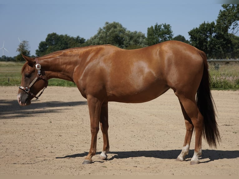 American Quarter Horse Stute 2 Jahre 150 cm Fuchs in Neustadt am Rübenberge