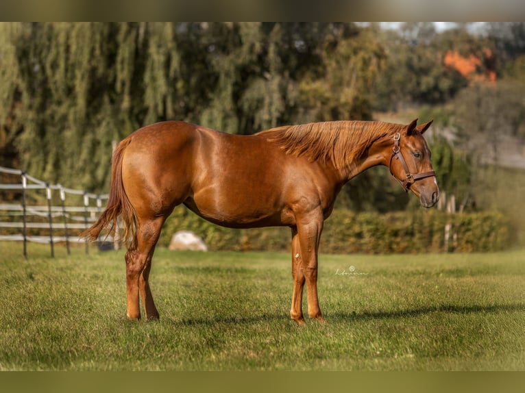 American Quarter Horse Stute 2 Jahre 150 cm Fuchs in Vöcklamarkt