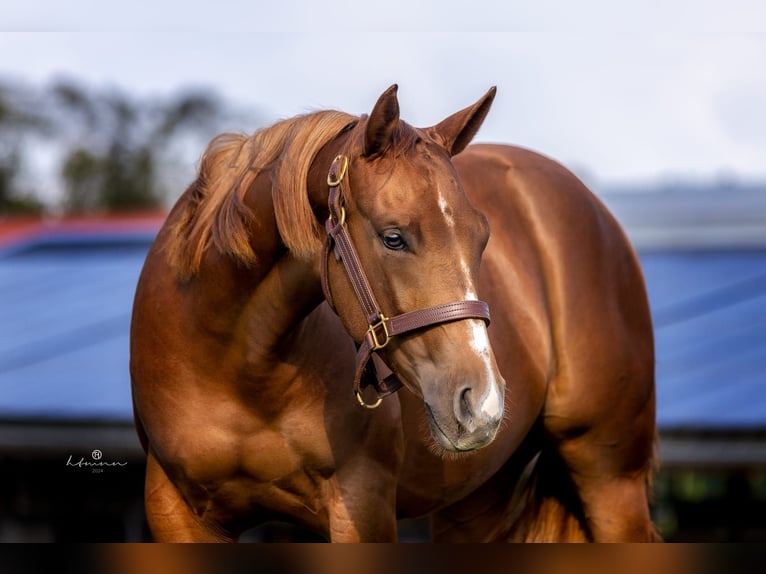 American Quarter Horse Stute 2 Jahre 150 cm Fuchs in Vöcklamarkt