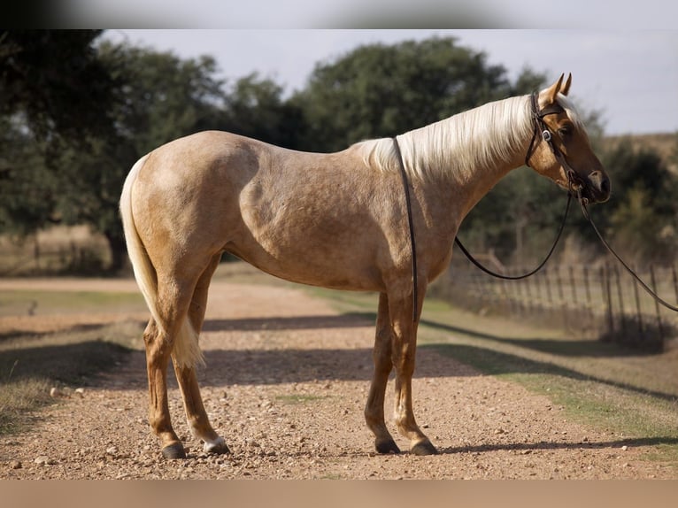 American Quarter Horse Stute 2 Jahre 150 cm Palomino in Brenham