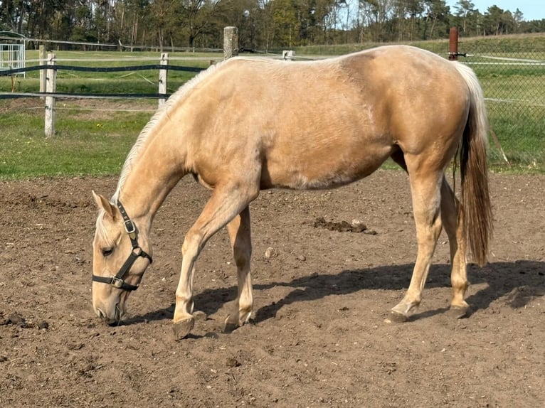 American Quarter Horse Stute 2 Jahre 150 cm Palomino in Ludwigslust