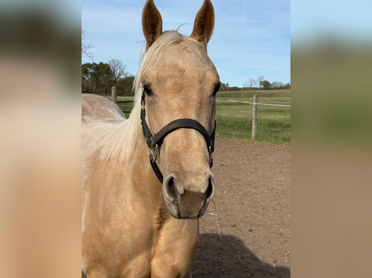 American Quarter Horse Stute 2 Jahre 150 cm Palomino in Ludwigslust