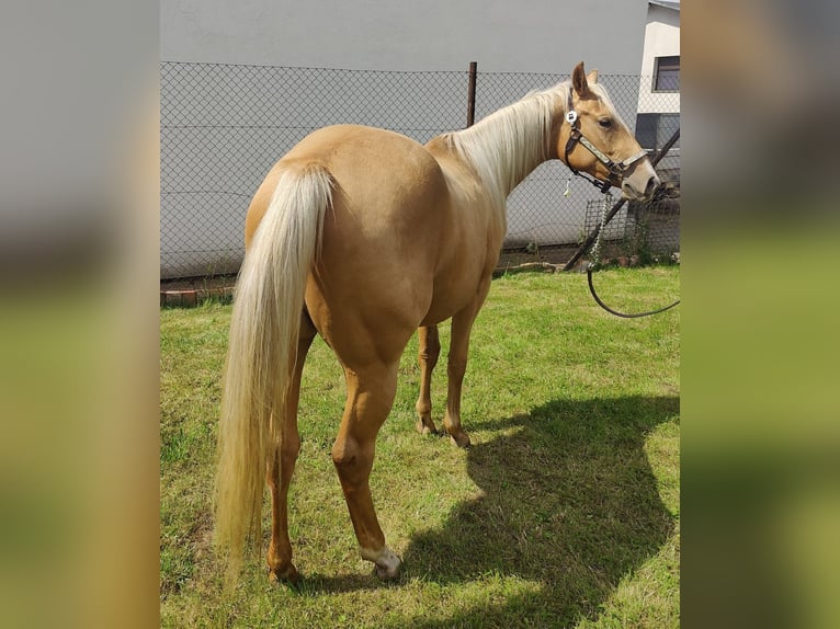 American Quarter Horse Stute 2 Jahre 150 cm Palomino in Aschersleben