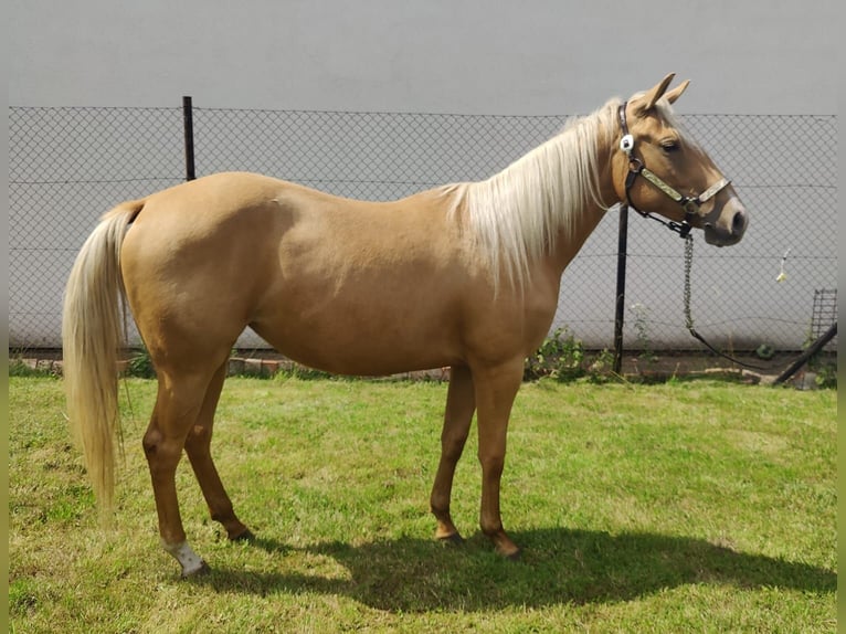American Quarter Horse Stute 2 Jahre 150 cm Palomino in Aschersleben