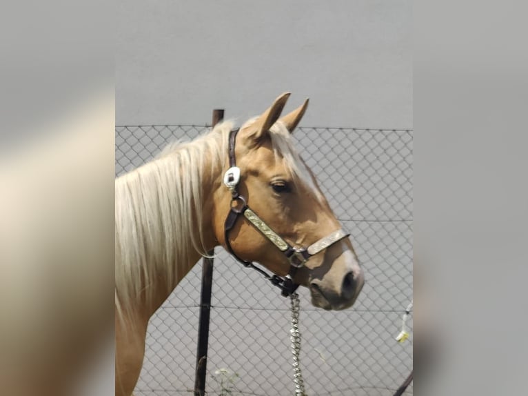 American Quarter Horse Stute 2 Jahre 150 cm Palomino in Aschersleben