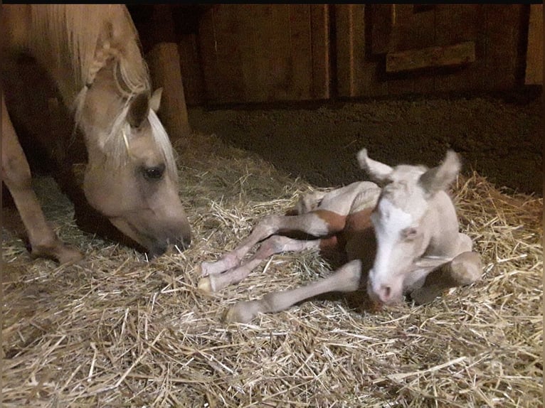 American Quarter Horse Mix Stute 2 Jahre 150 cm Perlino in Oberlangen