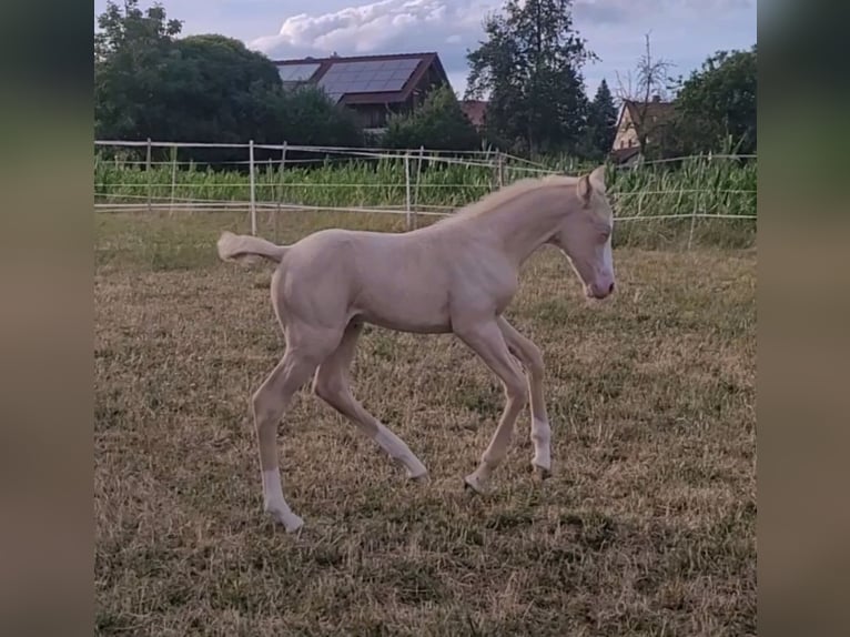 American Quarter Horse Mix Stute 2 Jahre 150 cm Perlino in Oberlangen