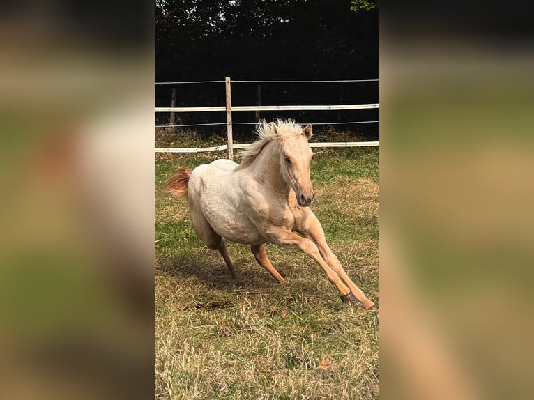 American Quarter Horse Stute 2 Jahre 150 cm  in Ludwigslust
