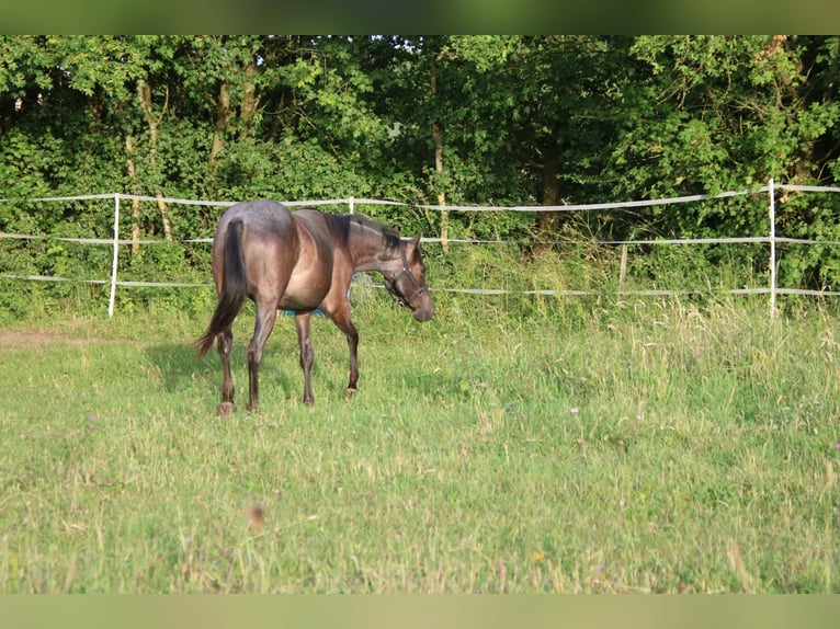 American Quarter Horse Stute 2 Jahre 150 cm Roan-Blue in Breitenbach