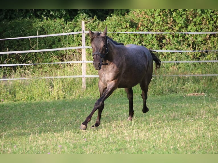 American Quarter Horse Stute 2 Jahre 150 cm Roan-Blue in Breitenbach