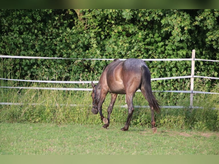 American Quarter Horse Stute 2 Jahre 150 cm Roan-Blue in Breitenbach