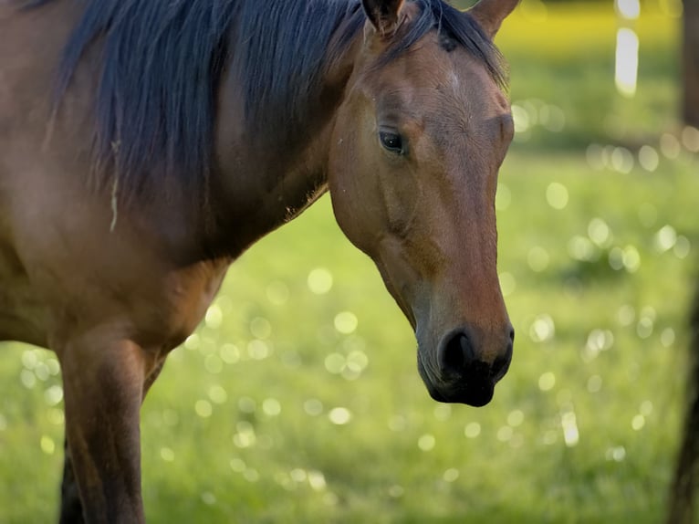 American Quarter Horse Stute 2 Jahre 151 cm Brauner in Leun