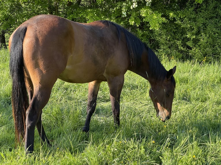 American Quarter Horse Stute 2 Jahre 151 cm Brauner in Leun