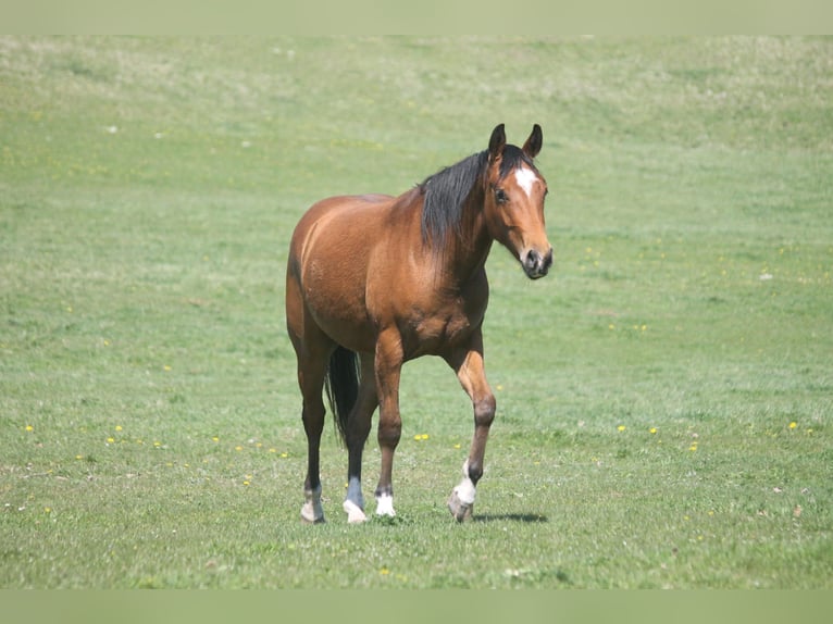 American Quarter Horse Stute 2 Jahre 152 cm Brauner in Haigerloch