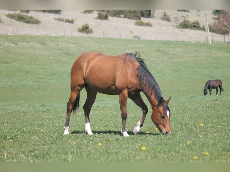 American Quarter Horse Stute 2 Jahre 152 cm Brauner in Haigerloch