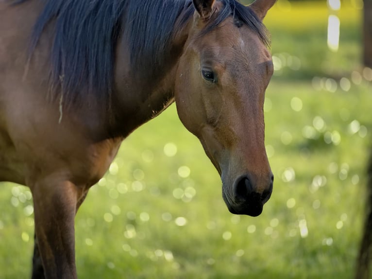 American Quarter Horse Stute 2 Jahre 152 cm Brauner in Leun