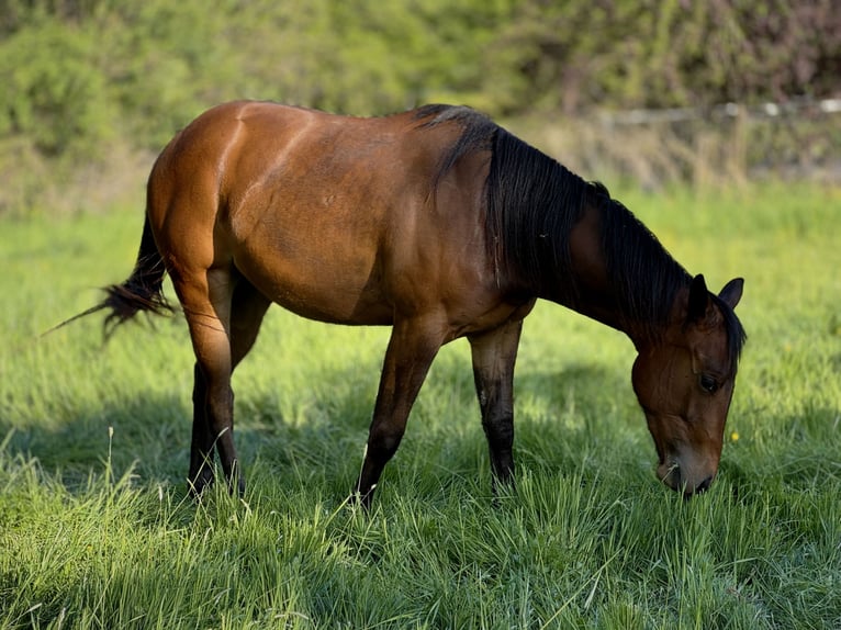 American Quarter Horse Stute 2 Jahre 152 cm Brauner in Leun