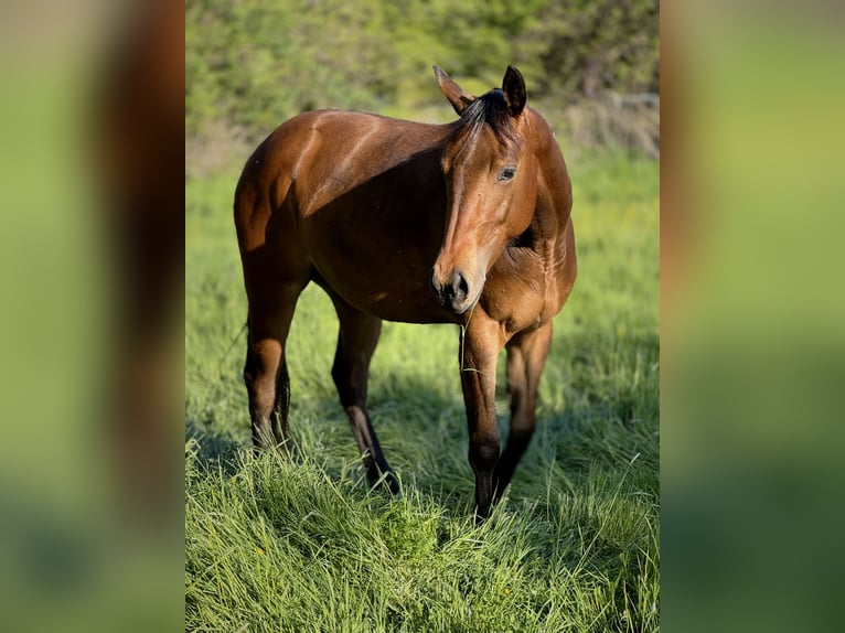 American Quarter Horse Stute 2 Jahre 152 cm Brauner in Leun