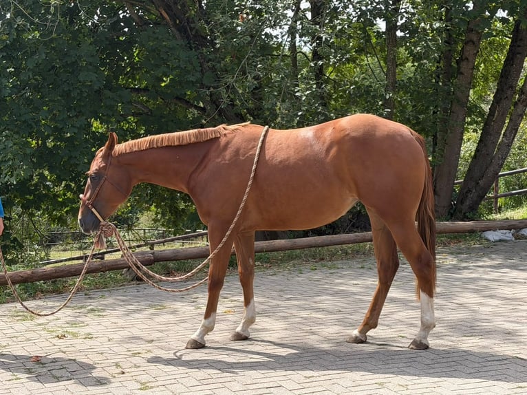 American Quarter Horse Stute 2 Jahre 152 cm Fuchs in Greifenstein