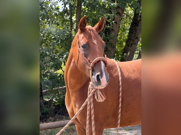 American Quarter Horse Stute 2 Jahre 152 cm Fuchs in Greifenstein