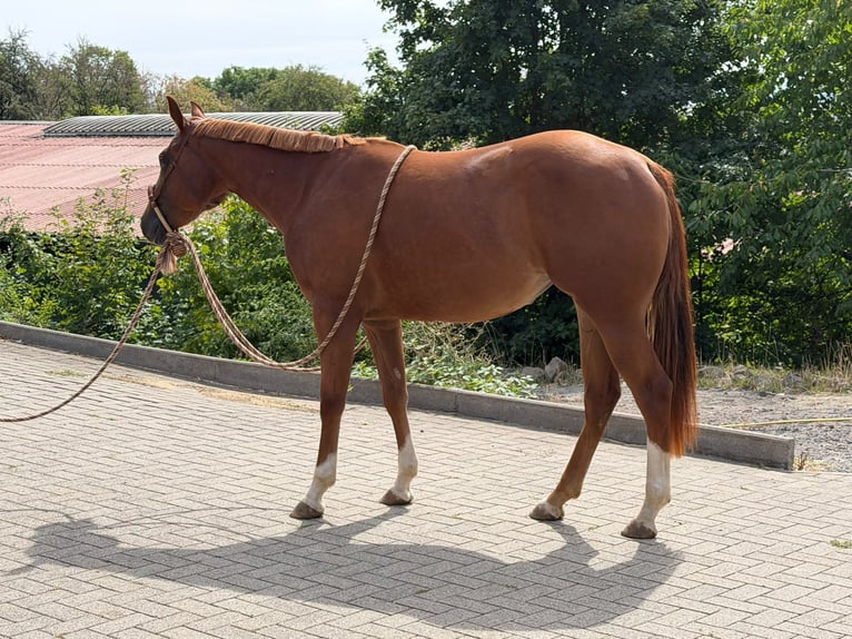 American Quarter Horse Stute 2 Jahre 152 cm Fuchs in Greifenstein