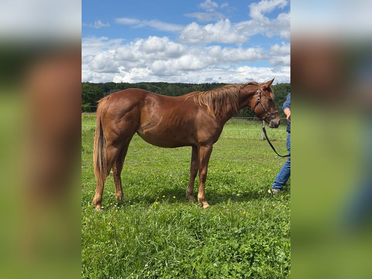 American Quarter Horse Stute 2 Jahre 152 cm Fuchs in Rheinfelden