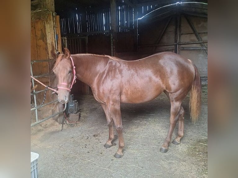 American Quarter Horse Stute 2 Jahre 152 cm Fuchs in Ostermiething
