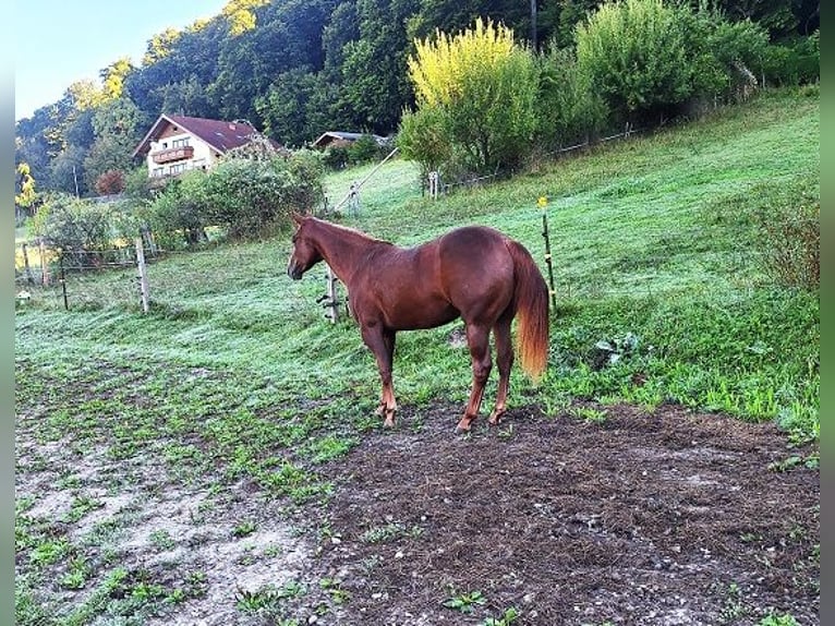American Quarter Horse Stute 2 Jahre 152 cm Fuchs in Ostermiething