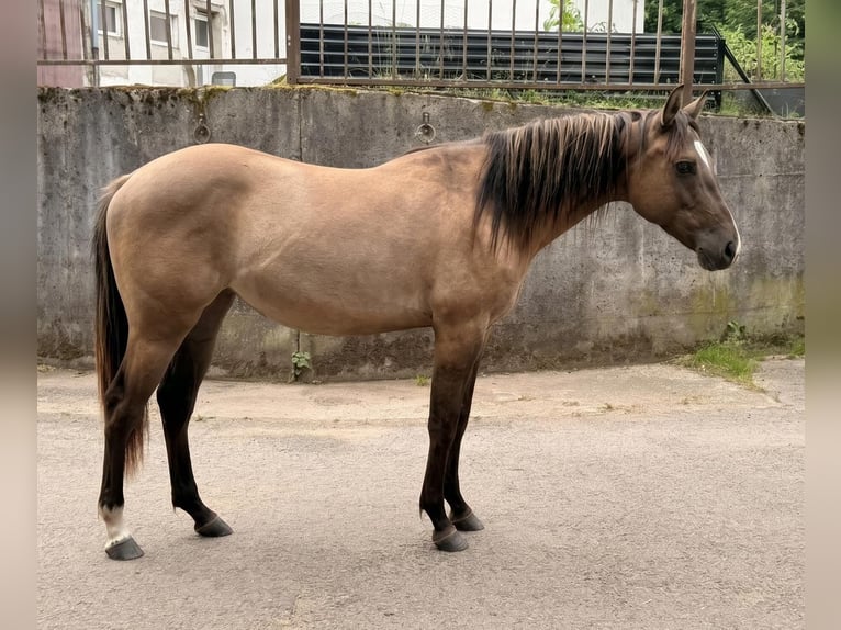 American Quarter Horse Stute 2 Jahre 152 cm Grullo in Berschweiler