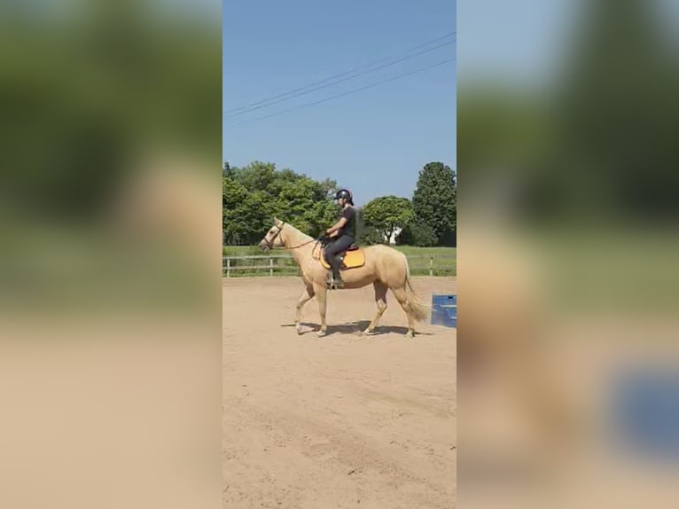 American Quarter Horse Stute 2 Jahre 152 cm Palomino in Elbridge