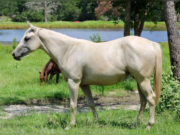 American Quarter Horse Stute 2 Jahre 152 cm Palomino in Iola