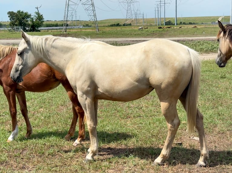 American Quarter Horse Stute 2 Jahre 152 cm Palomino in Iola