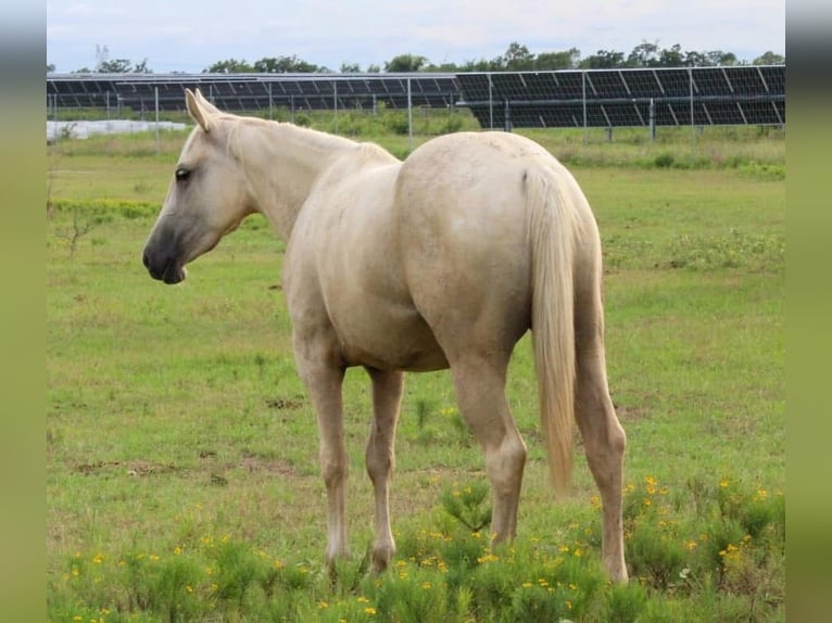 American Quarter Horse Stute 2 Jahre 152 cm Palomino in Iola