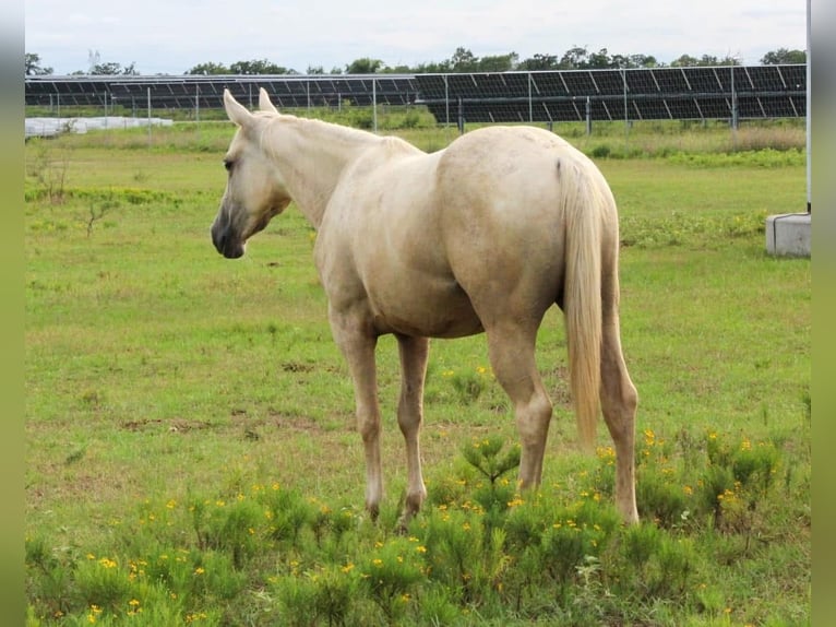 American Quarter Horse Stute 2 Jahre 152 cm Palomino in Iola
