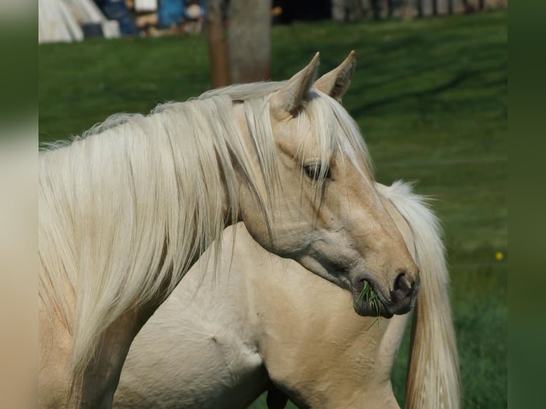American Quarter Horse Stute 2 Jahre 152 cm Palomino in Linsburg
