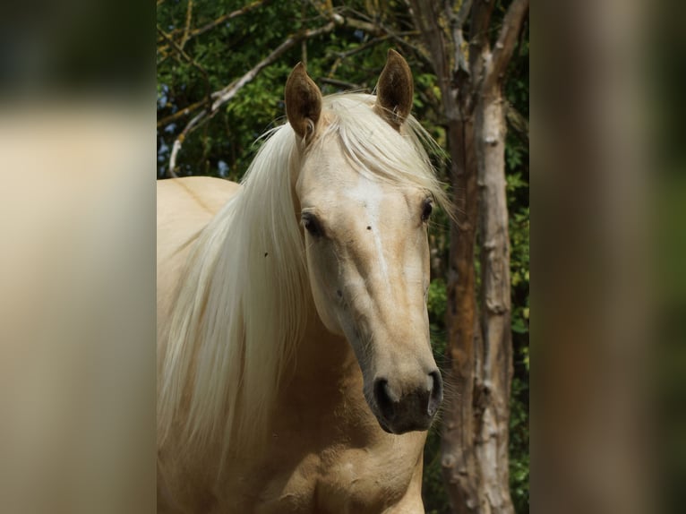 American Quarter Horse Stute 2 Jahre 152 cm Palomino in Linsburg