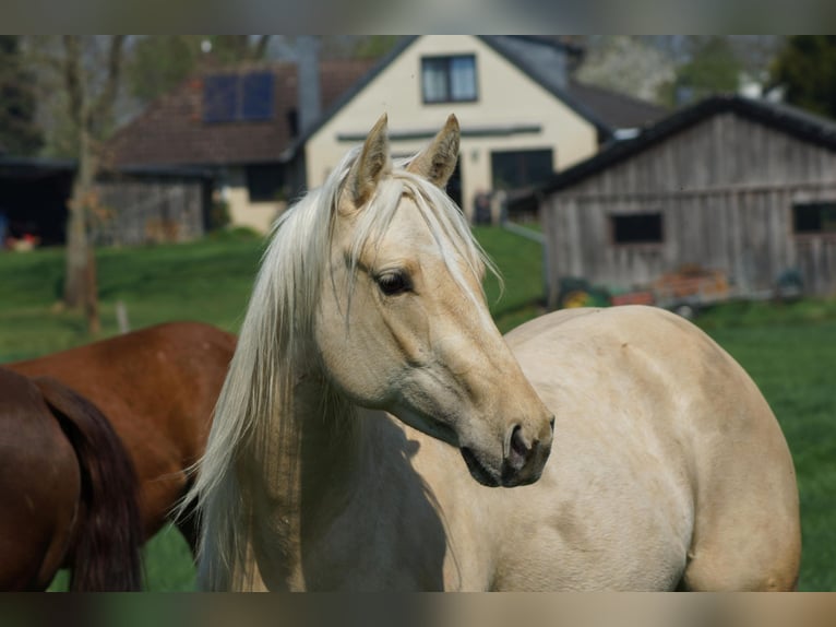 American Quarter Horse Stute 2 Jahre 152 cm Palomino in Linsburg