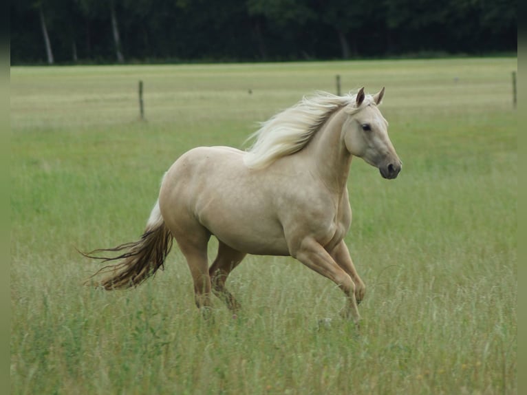 American Quarter Horse Stute 2 Jahre 152 cm Palomino in Linsburg