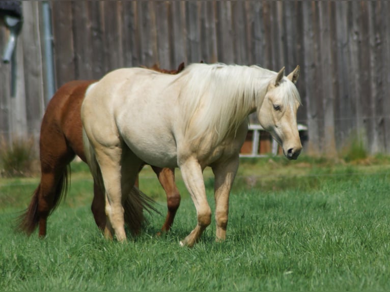 American Quarter Horse Stute 2 Jahre 152 cm Palomino in Linsburg