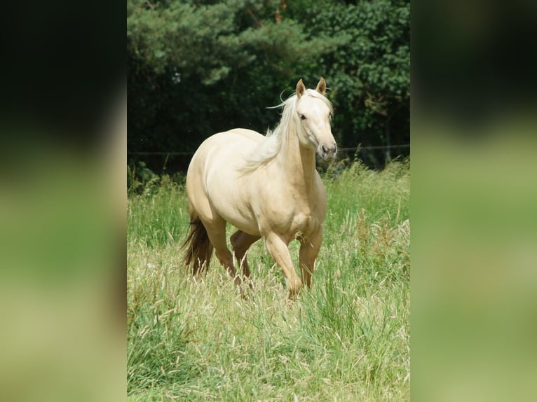 American Quarter Horse Stute 2 Jahre 152 cm Palomino in Linsburg
